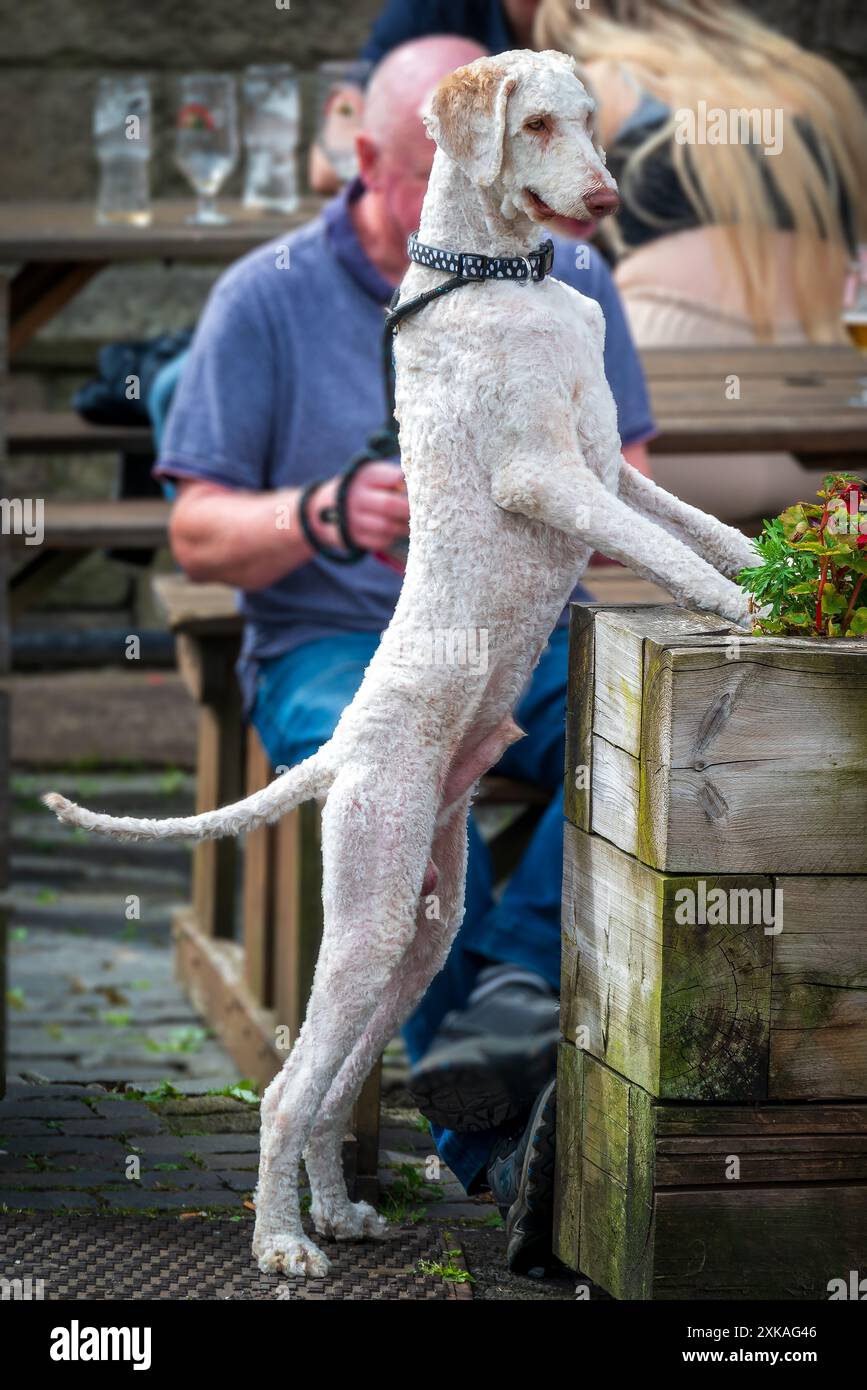 Der wissbegierige Hund steht auf Hinterbeinen, um ihn besser umzusehen. Stockfoto