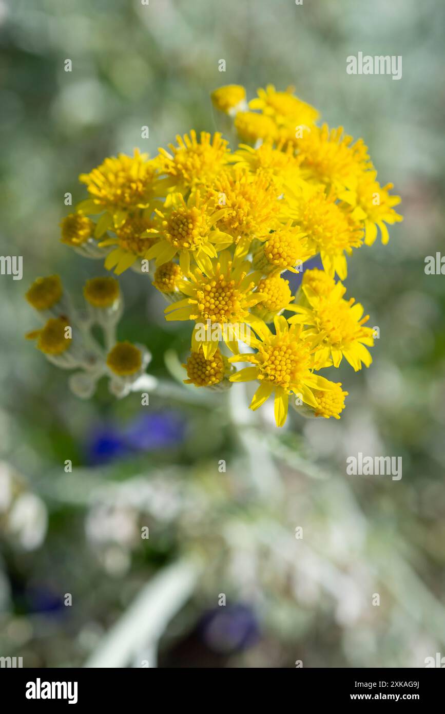 Gelbe Blüten auf einer Senecio Cinerarea Pflanze, die silbrig graues Laub hat und als Sommerbeet angebaut wird. Stockfoto