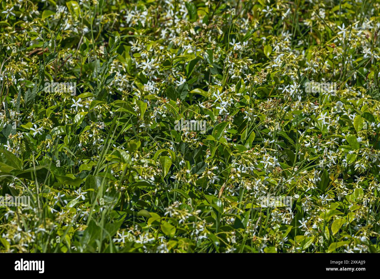 Böden, die reich an organischer Substanz sind, sind ideal, da sie wichtige Nährstoffe liefern. Die Anwendung von Düngemitteln kann auch für ein gesundes Wachstum notwendig sein Stockfoto