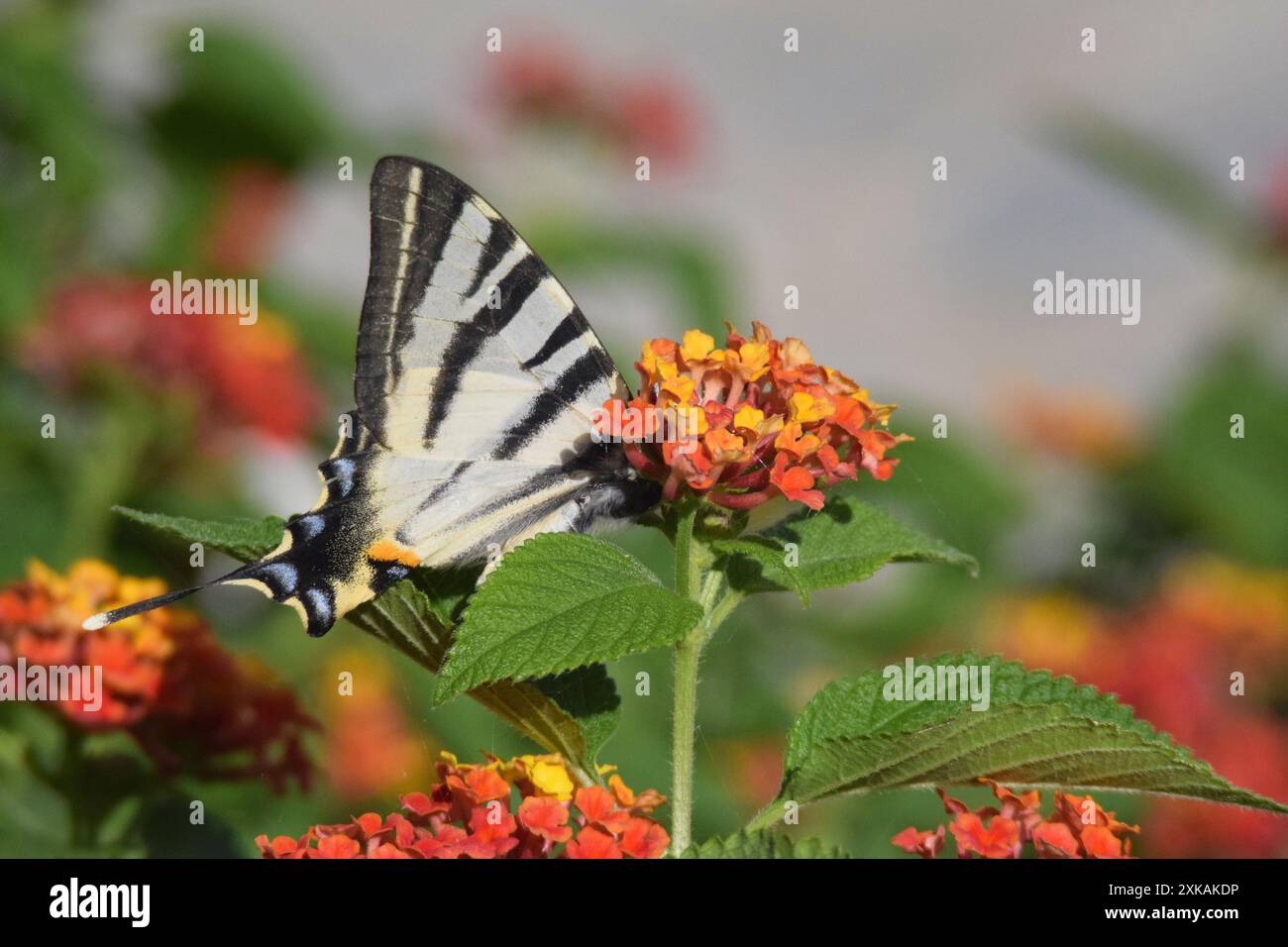 Seltener Schwalbenschwanz-Schmetterling auf einer lantana-Blume. Das iphiclides podalirius-Insekt ist in einem Spinnennetz gefangen, das ist die Unterseite des Flügels des Insekts Stockfoto