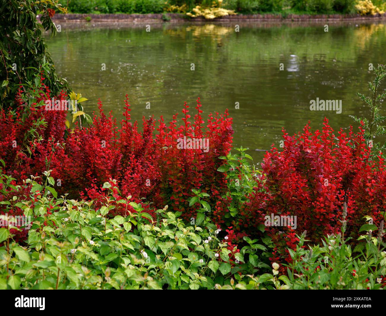 Nahaufnahme der Orangenraketenpflanze berberis thunbergii. Stockfoto