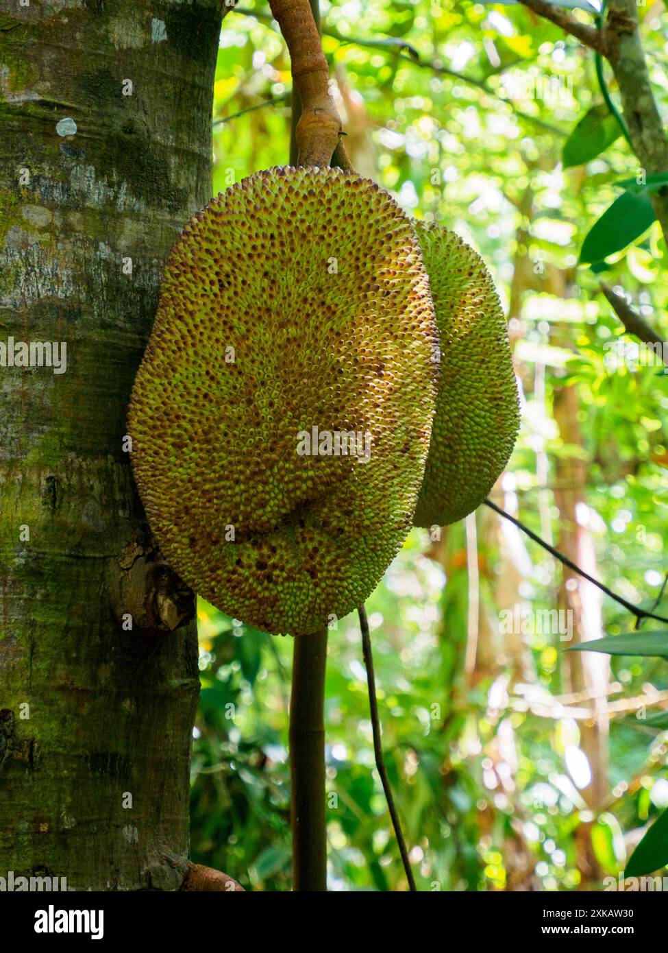 Jackfrucht, Jackfrucht - die Frucht des Laib-Baumes (Artocarpus heterophyllus).die Früchte erreichen eine Länge von 90 cm und ein Gewicht von 30 kg und sind die größten Stockfoto