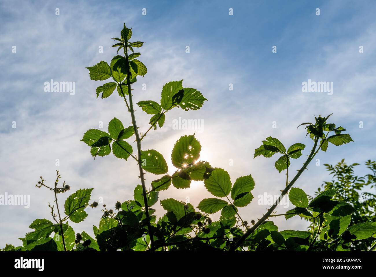 Jedes zarte Blatt fungiert als Leinwand für das Sonnenlicht, um sein warmes Leuchten zu malen, und erzeugt ein faszinierendes Spiel von Licht und Schatten in der ruhigen Gartenanlage Stockfoto