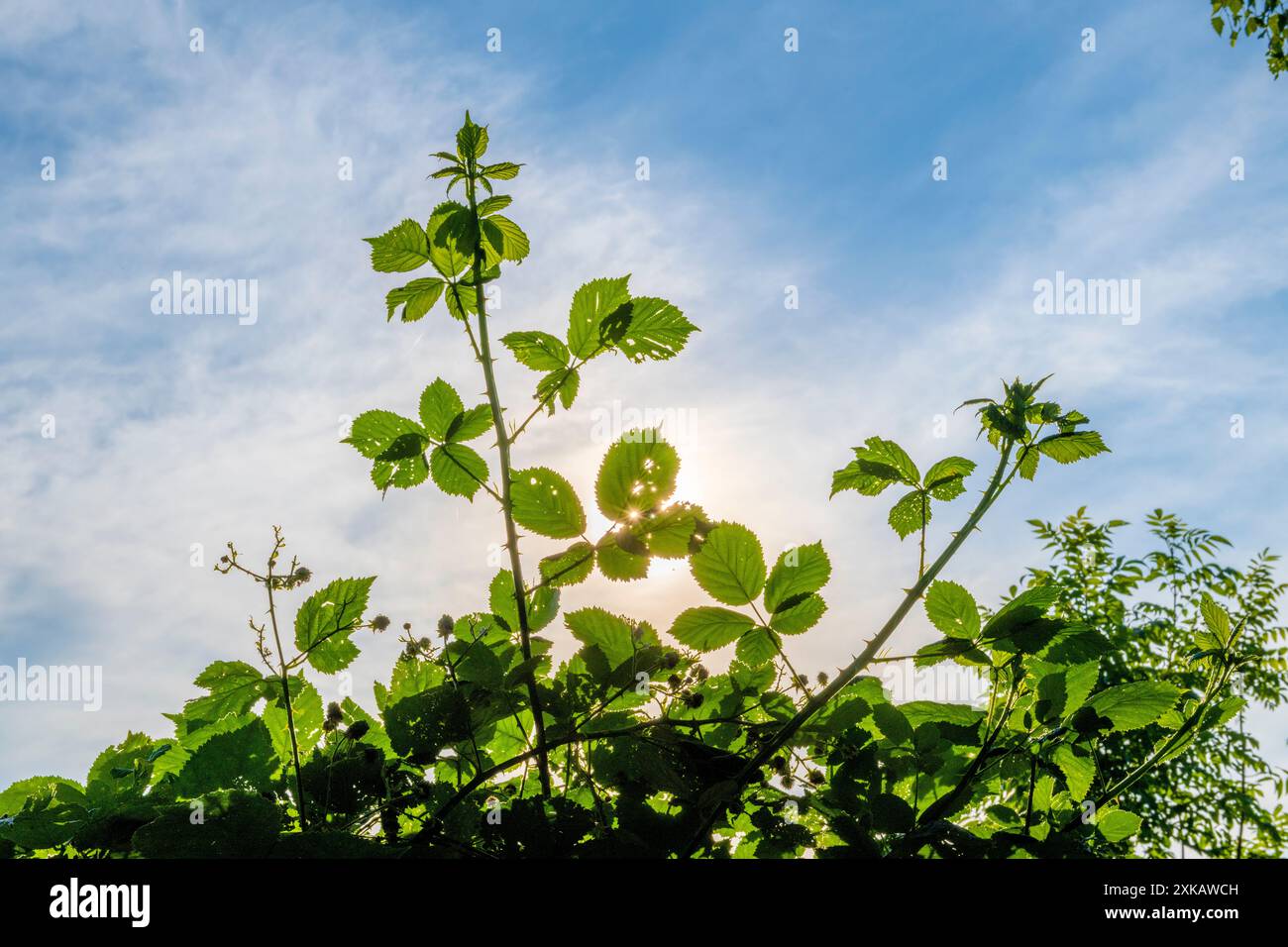 Jedes zarte Blatt fungiert als Leinwand für das Sonnenlicht, um sein warmes Leuchten zu malen, und erzeugt ein faszinierendes Spiel von Licht und Schatten in der ruhigen Gartenanlage Stockfoto