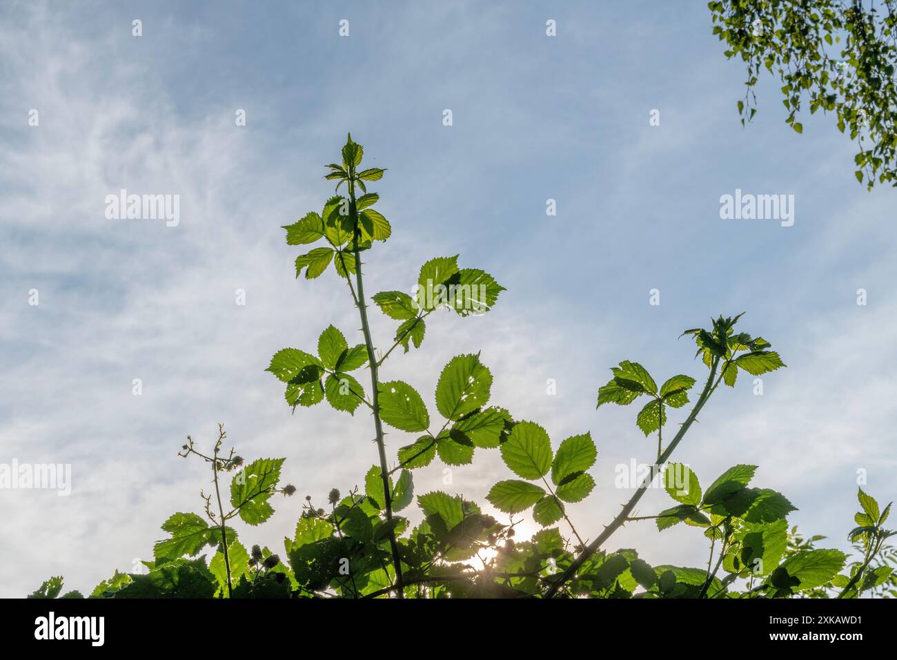 Jedes zarte Blatt fungiert als Leinwand für das Sonnenlicht, um sein warmes Leuchten zu malen, und erzeugt ein faszinierendes Spiel von Licht und Schatten in der ruhigen Gartenanlage Stockfoto