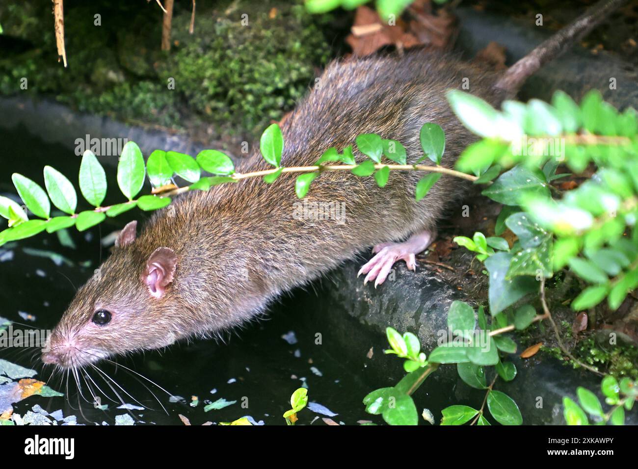 Ratten in der Landschaft eine Wanderratte läuft auf der Suche nach Nahrung durch das Gebüsch und trinkt an einem Teich, wo sie auch etwas Fischfutter frisst. *** Ratten in der Landschaft läuft Eine Norwegerratte durch die Büsche auf der Suche nach Nahrung und Getränken an einem Teich, wo sie auch Fischfutter isst Stockfoto