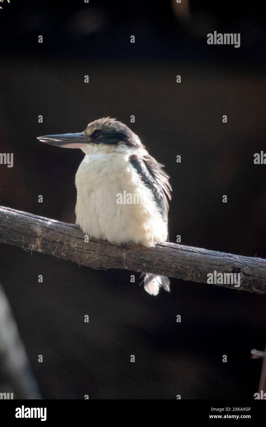 Der eisvogel ist ein Spatzen-großer Vogel mit dem typischen kurzschwänzigen, großköpfigen eisvogel-Profil; er hat blaue Oberteile, weiße Unterteile und ein l Stockfoto