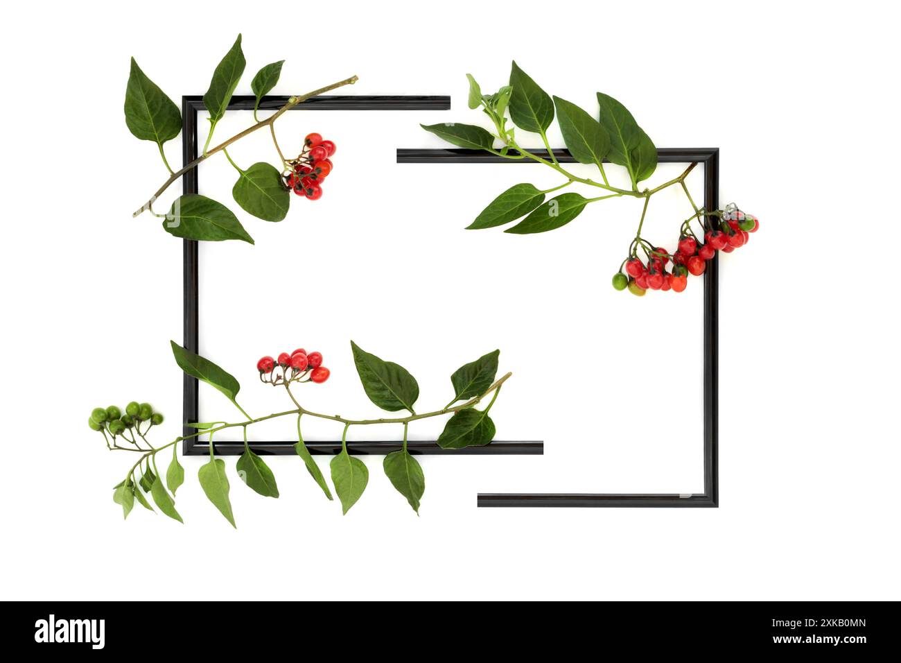 Tödlicher Nachtschatten atropa Belladonna Hintergrund geteilter Rahmen auf weiß. Giftige Pflanze, rote Beeren, in der Kräutermedizin unter professioneller Pflege eingesetzt. Stockfoto