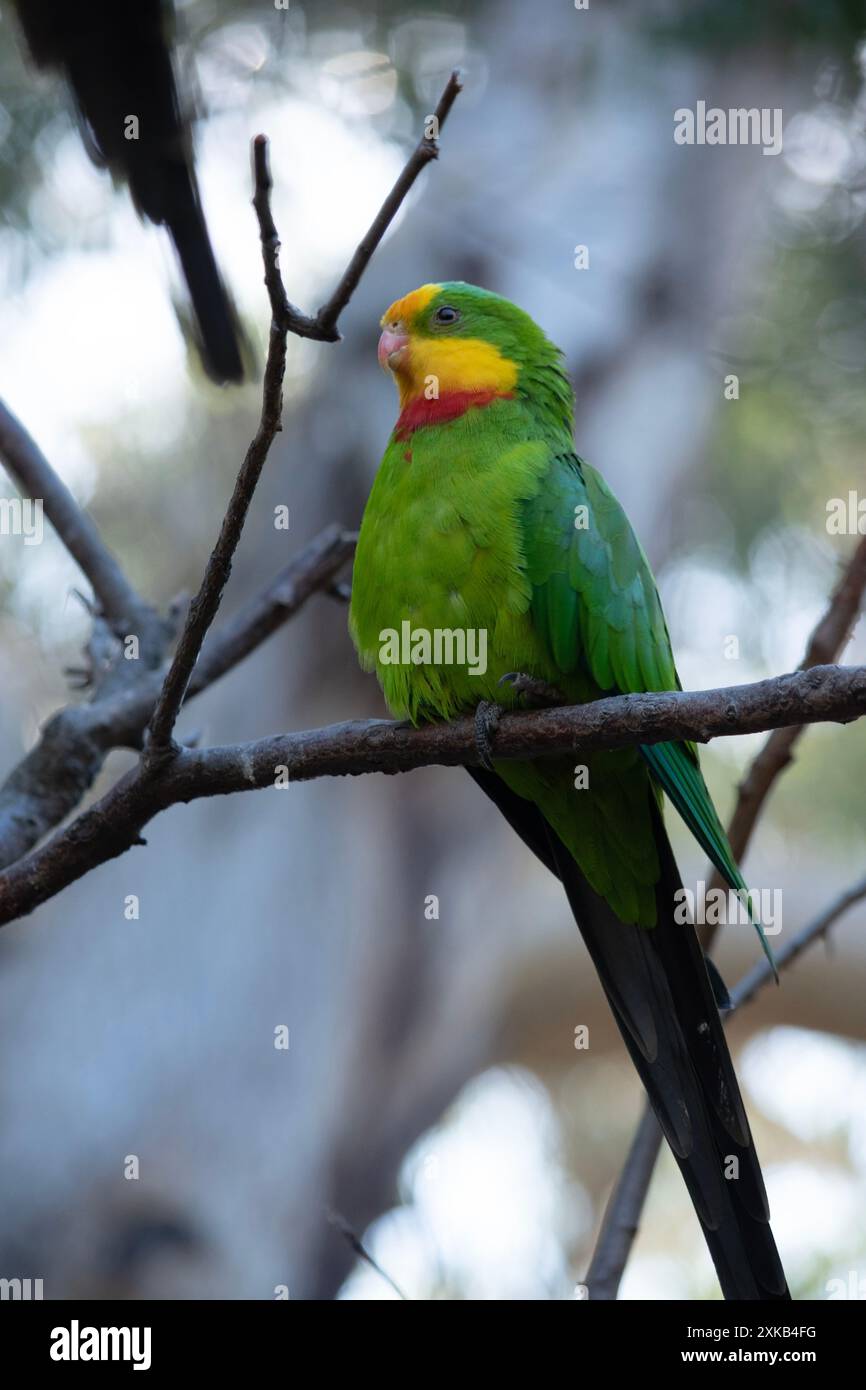 Der prächtige Papagei hat einen grünen Körper mit rotem Hals und gelber Stirn und Kinn Stockfoto
