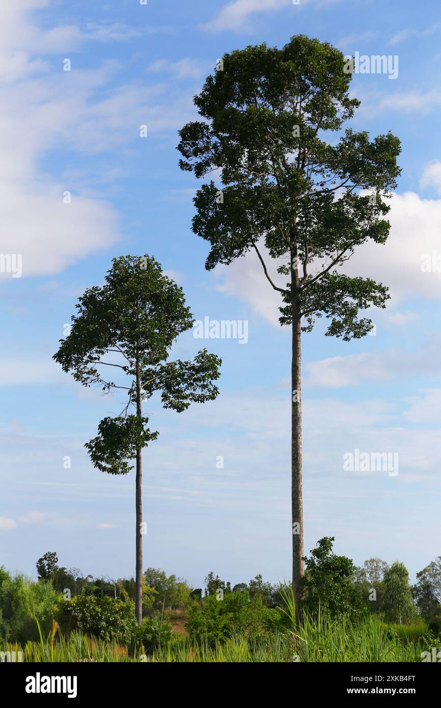 Ein großer Baum in der Mitte des Waldes, umgeben von Gras und kleinen Bäumen, auf blauem Himmel haben weiße Wolken Hintergrund für Design in Ihrer Arbeitswelt Natur Stockfoto