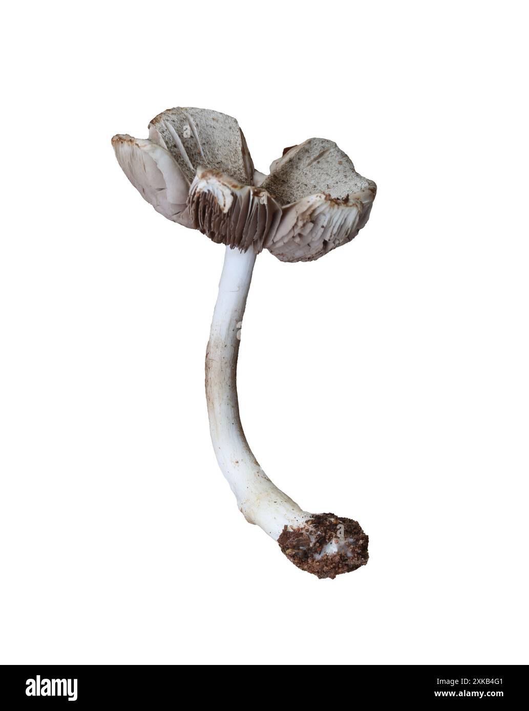 Giftige Pilze und haben Isolate auf weißem Hintergrund und Beschneidungspfade. Stockfoto