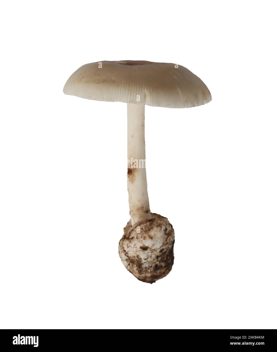 Giftige Pilze und haben Isolate auf weißem Hintergrund und Beschneidungspfade. Stockfoto