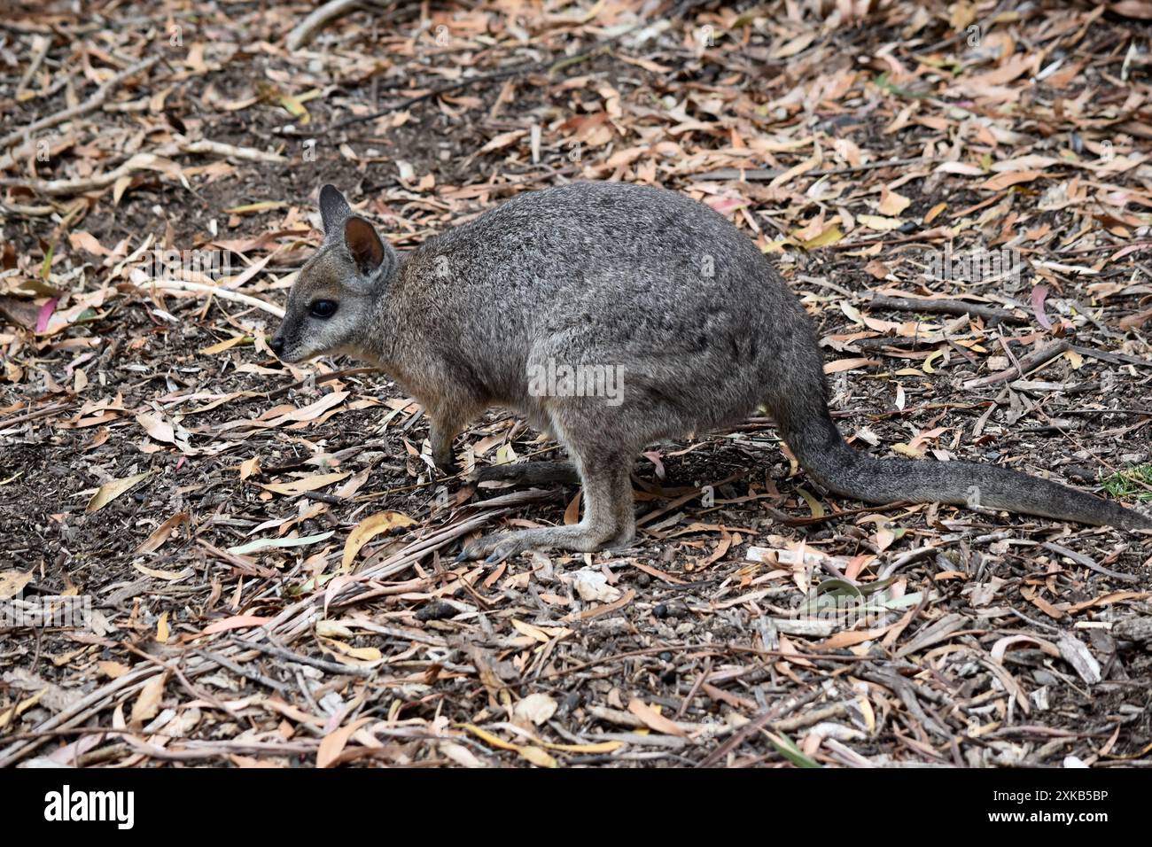 Das Tammar-Wallaby hat dunkel graue Oberteile mit einer helleren Unterseite und ruhelfarbenen Seiten und Gliedmaßen. Stockfoto