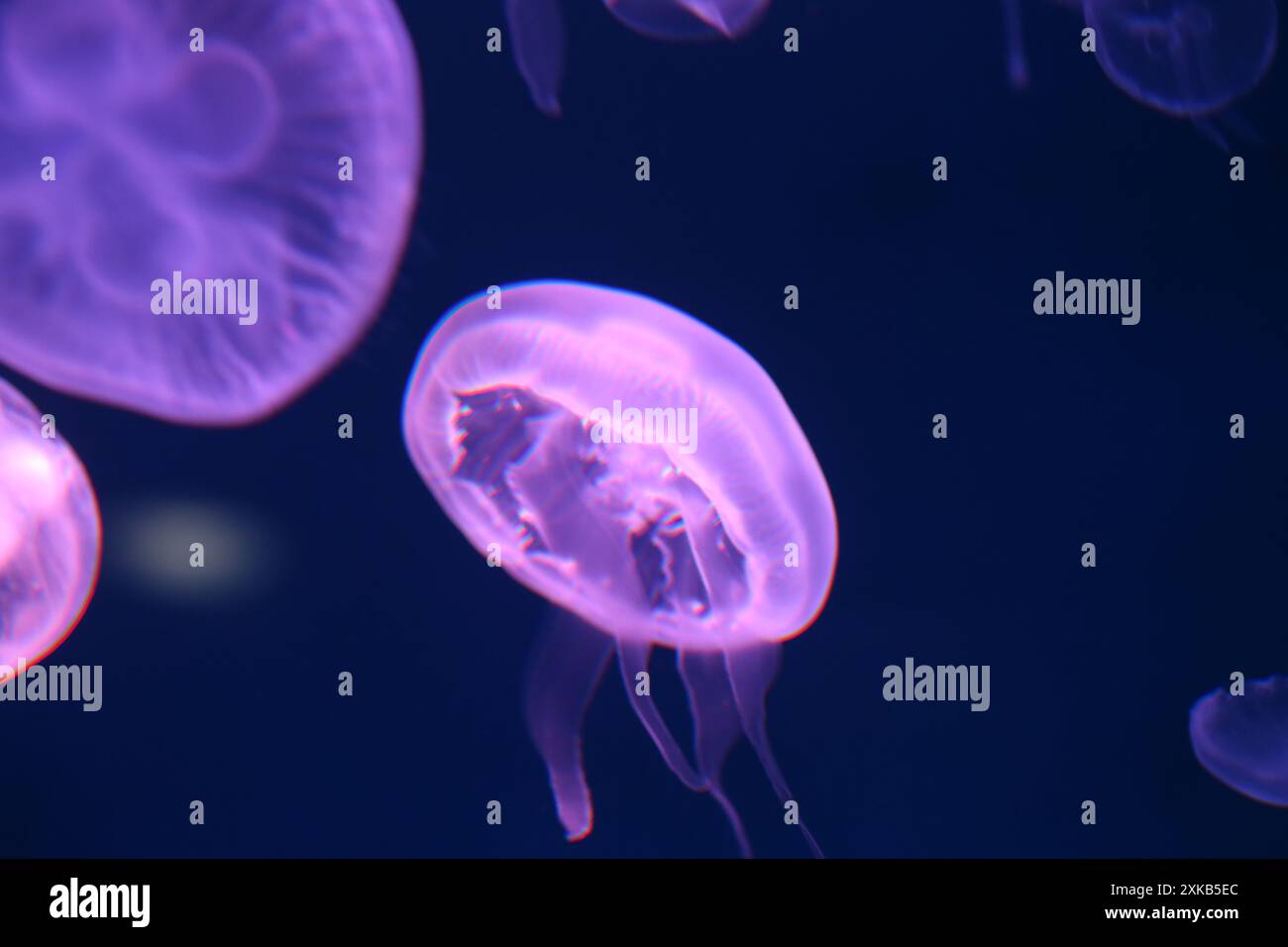 Kleine Quallen oder medusa in hellem Lila aus den Lichtern der Schwarzlichtlampe. Stockfoto