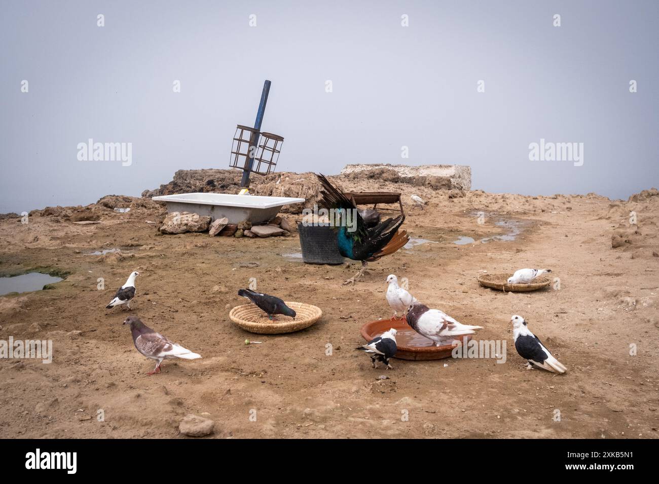 Taubenvögel und ein Pfau im Dorf des Sidi Abderrahmane Mausoleum im Nebel des Atlantischen Ozeans in Casablanca am 8. Oktober 2023. Casabl Stockfoto