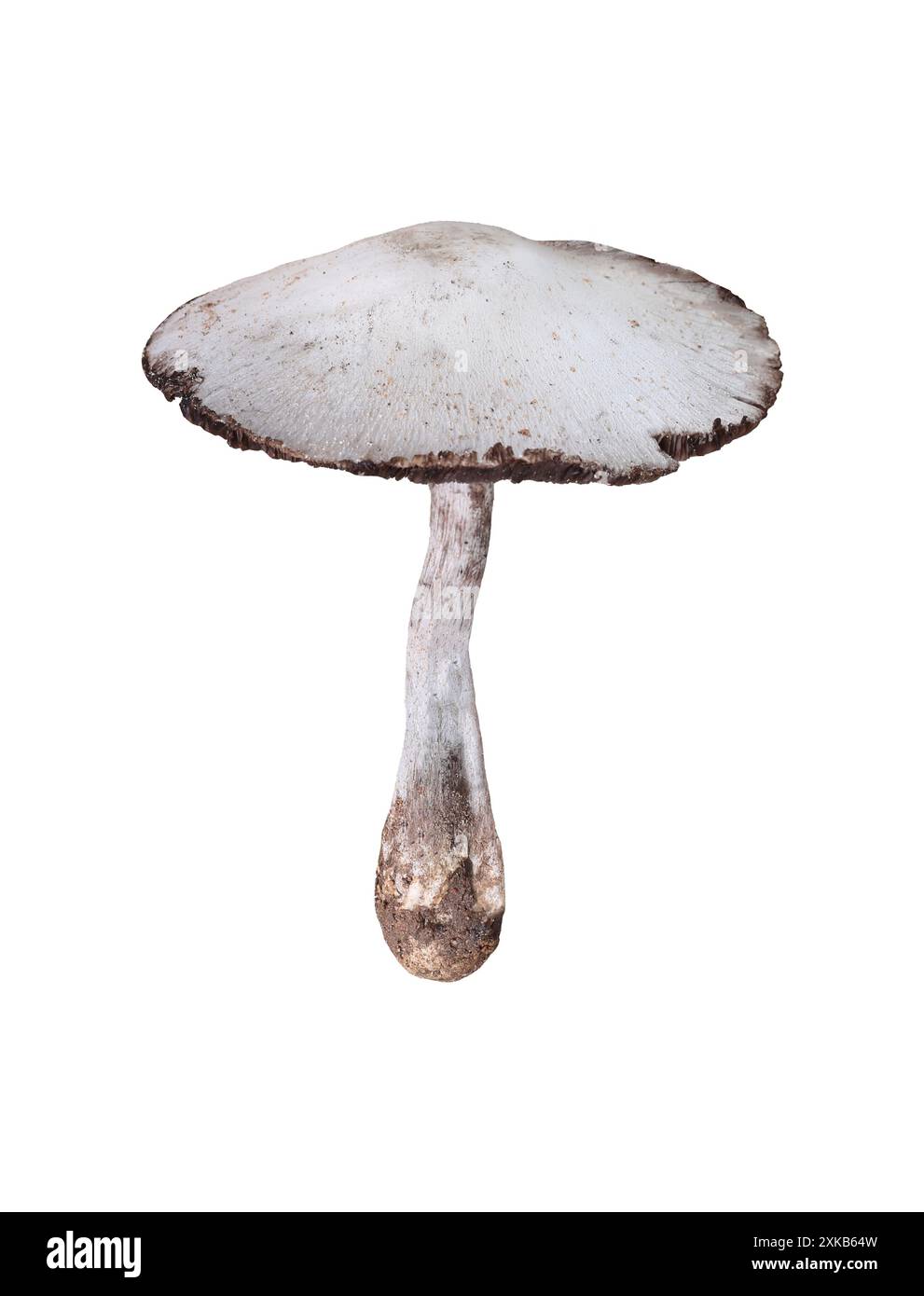 Giftige Pilze und haben Isolate auf weißem Hintergrund und Beschneidungspfade. Stockfoto