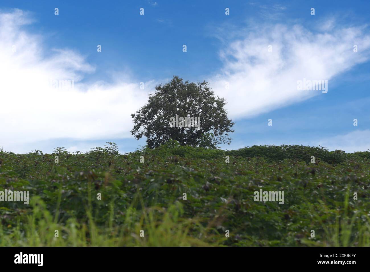 Großer grüner Baum inmitten eines Maniokafeldes, Hintergrund ist der Himmel mit weißen Wolken. Stockfoto