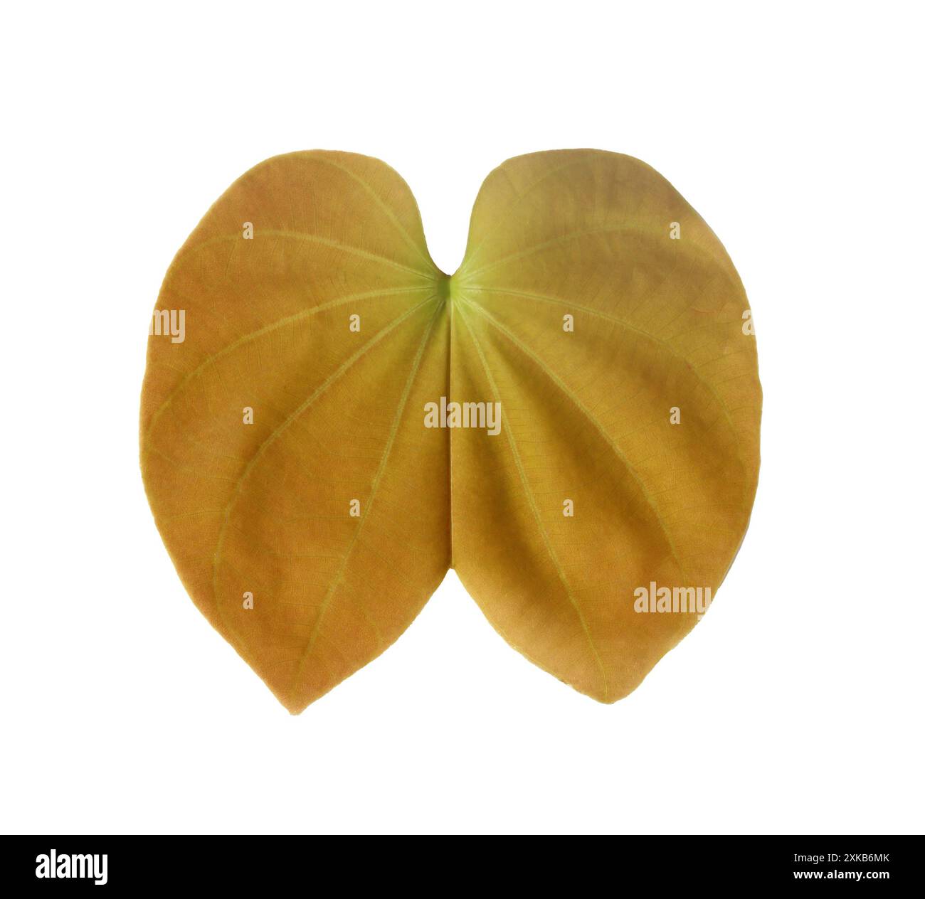 Die Rückseite des Purpurea-Blattes, ein Blatt, das wie ein Schmetterling aussieht, isoliert auf weißem Hintergrund und mit Beschneidungspfaden. Stockfoto