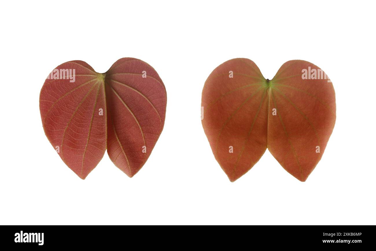 Junge von Purpurea-Blatt, ein Blatt, das wie ein Schmetterling aussieht, isoliert auf weißem Hintergrund und mit Schnittpfaden. Stockfoto