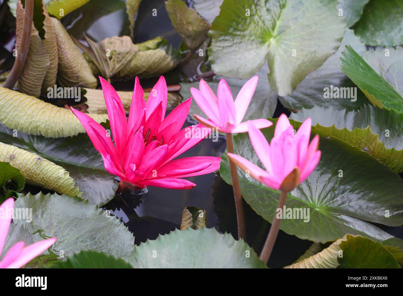 Rote indische Seerosen blühen im Teich für natürliche Landschaftsgestaltung. Stockfoto