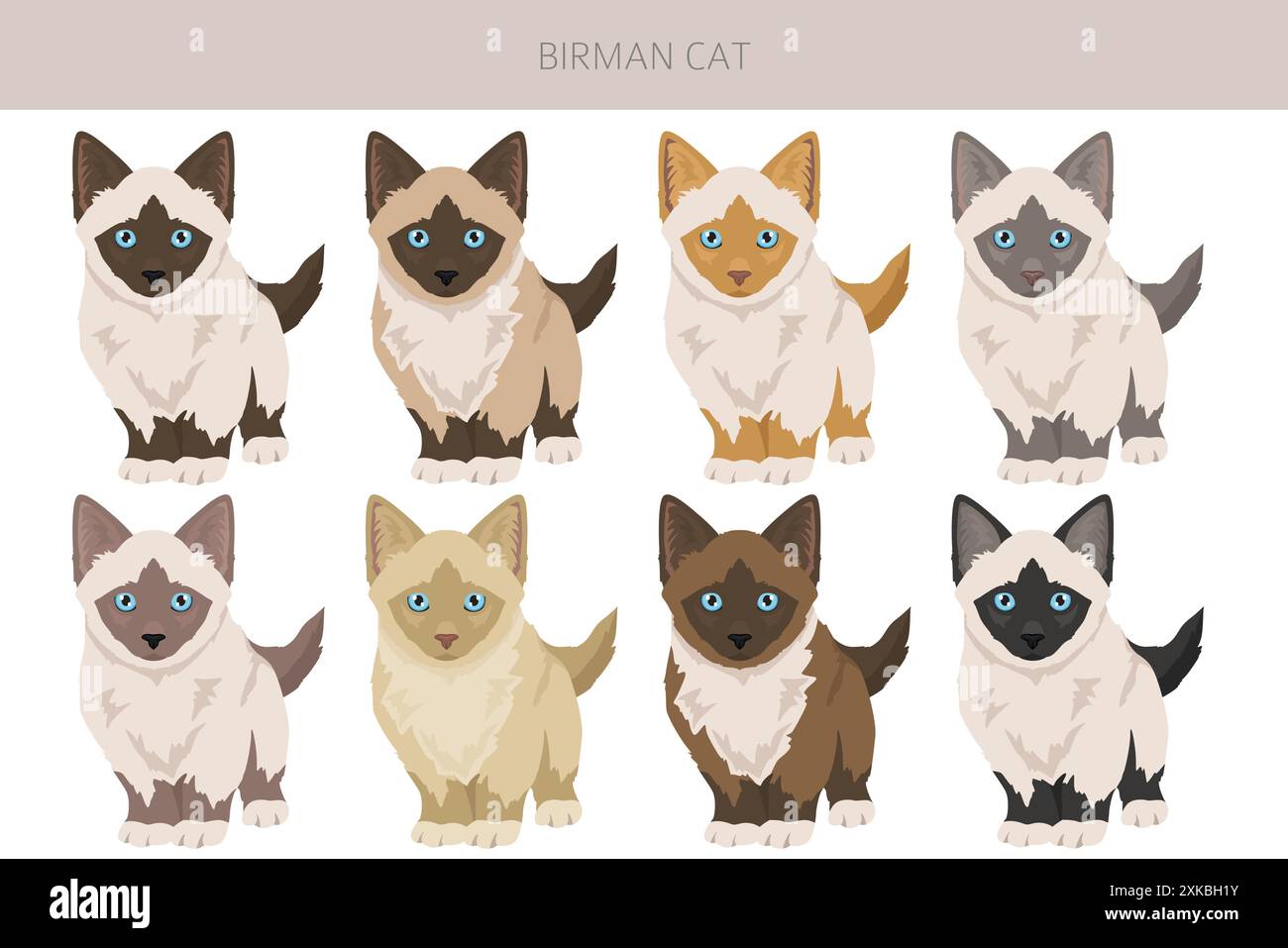 Birman Cat Clipart. Alle Lackfarben festgelegt. Infografik zu den Merkmalen aller Katzenrassen. Vektorabbildung Stock Vektor