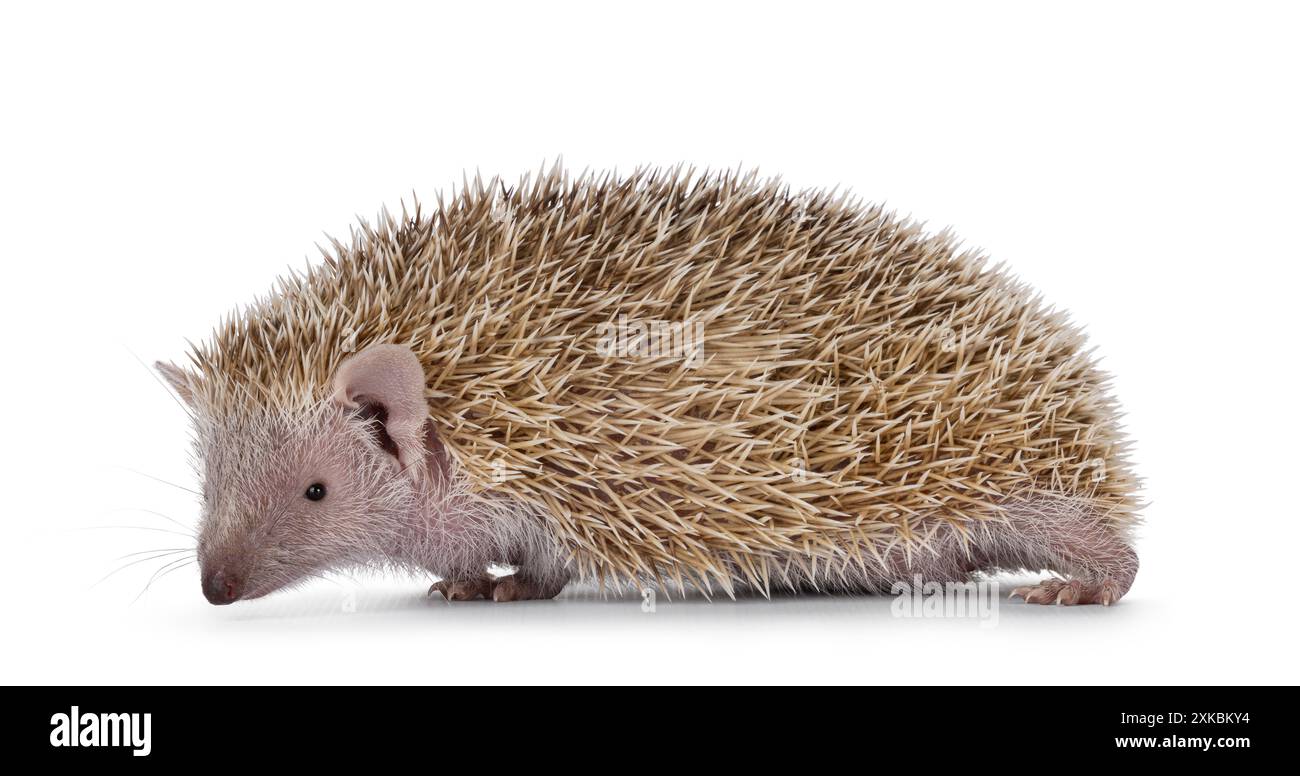 Weibliche Erwachsene Kleintenrec, seitlich stehend. Blick neben die Kamera. Isoliert auf weißem Hintergrund. Stockfoto