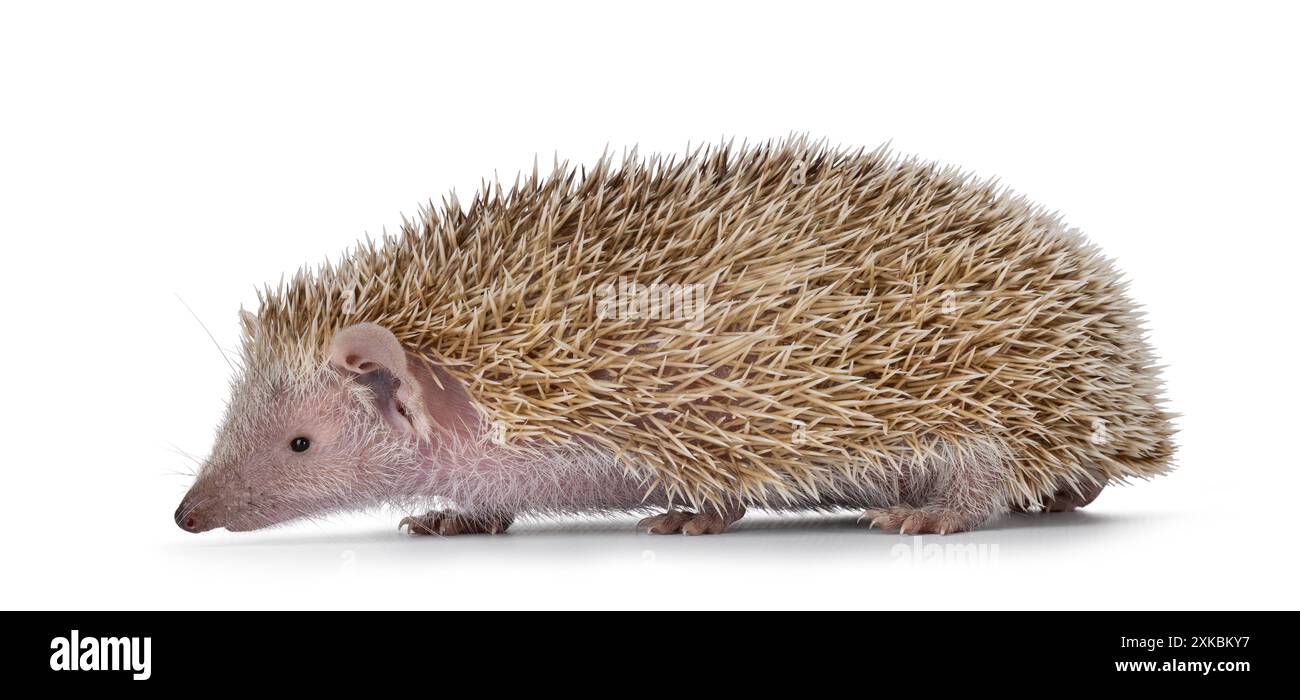 Weibliche Erwachsene kleiner Tenrec, Gehwege. Blick direkt von der Kamera weg. Isoliert auf weißem Hintergrund. Stockfoto