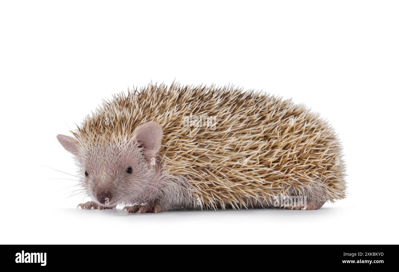 Weibliche Erwachsene Kleintenrec, seitlich stehend. Blick direkt auf die Kamera. Isoliert auf weißem Hintergrund. Stockfoto