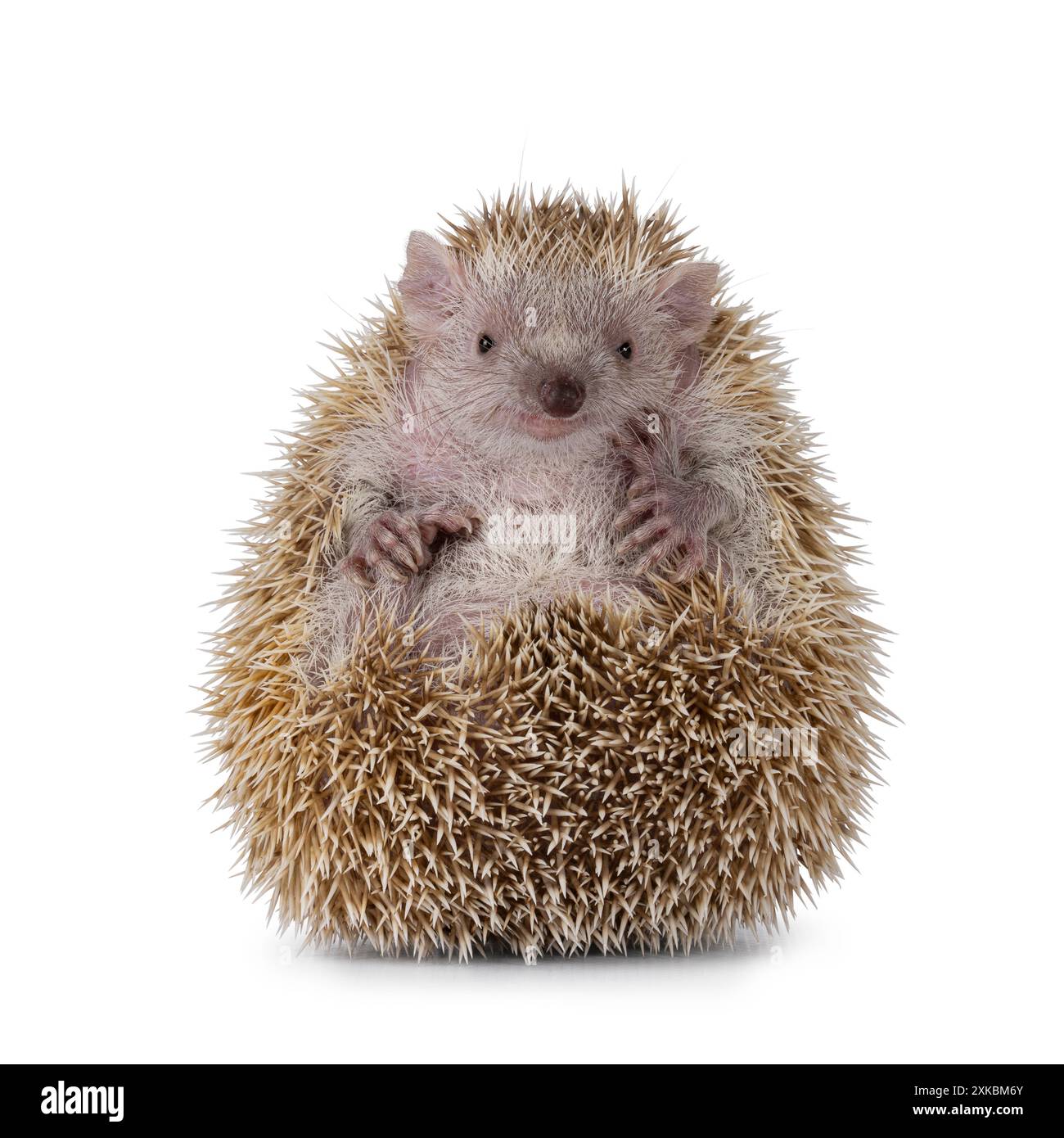 Weibliche Erwachsene kleiner Tenrec, die halb im Ball sitzt und hinter dem Bauch zeigt. Blick direkt auf die Kamera. Isoliert auf weißem Hintergrund. Stockfoto