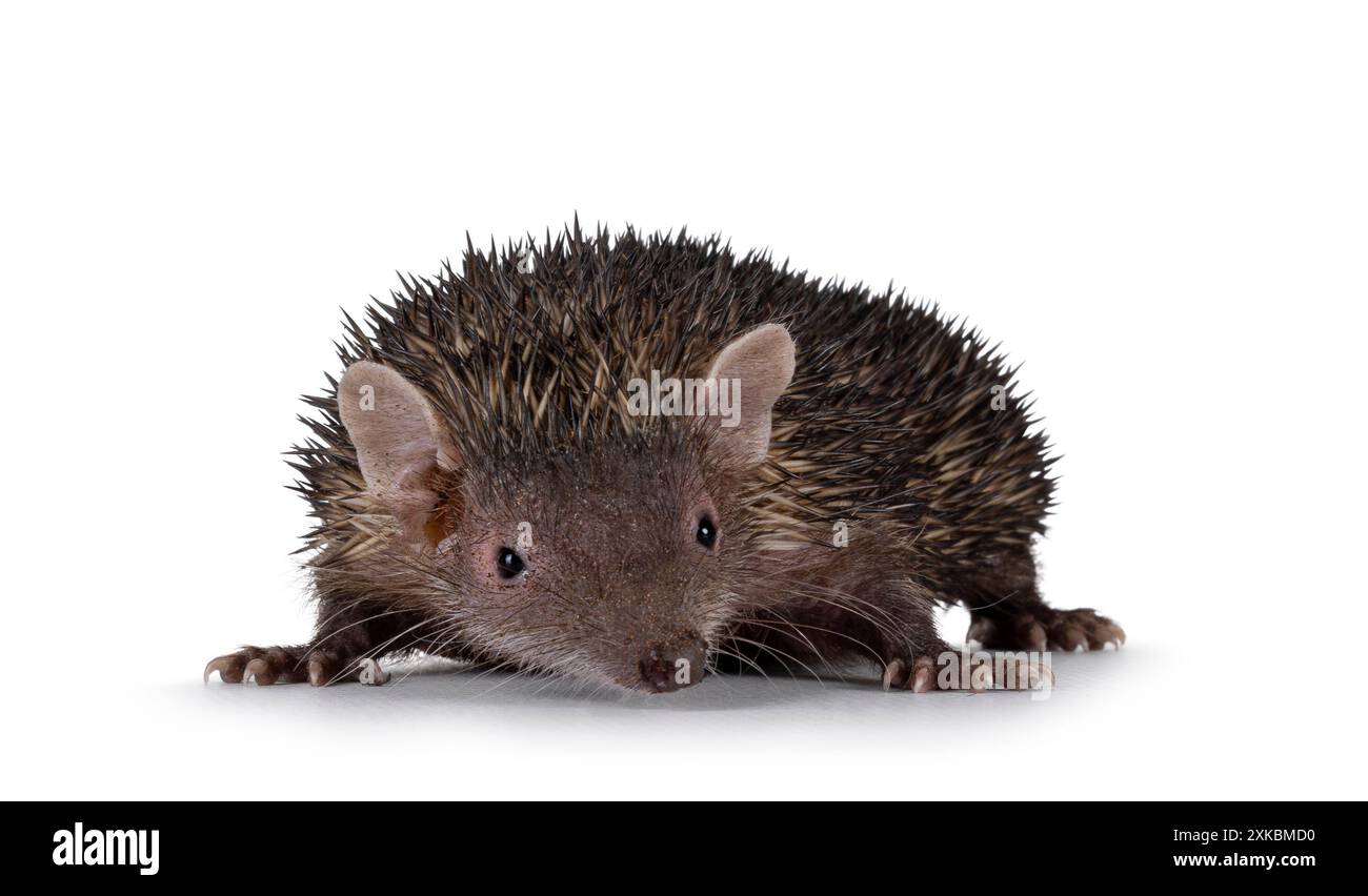 Junger männlicher dunkelbrauner kleiner Tenrec, seitlich stehend. Blick direkt auf die Kamera. Isoliert auf weißem Hintergrund. Stockfoto