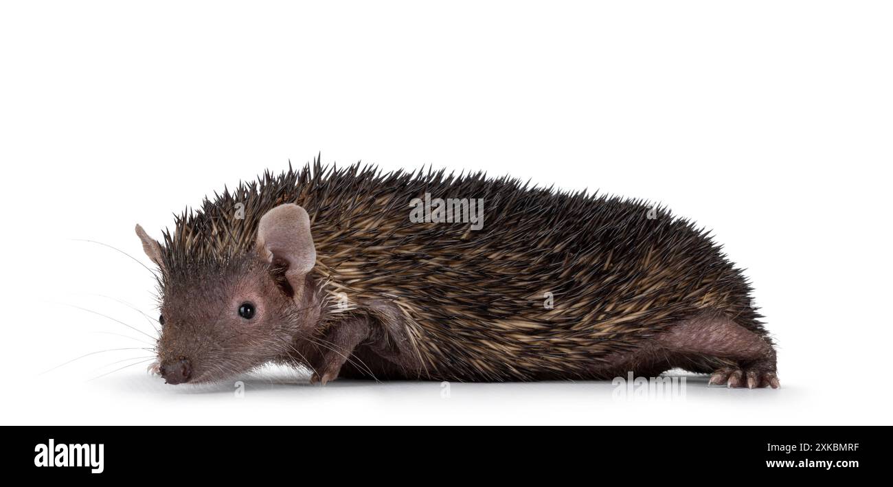 Junger männlicher dunkelbrauner kleiner Tenrec, seitlich stehend. Blick neben die Kamera. Isoliert auf weißem Hintergrund. Stockfoto
