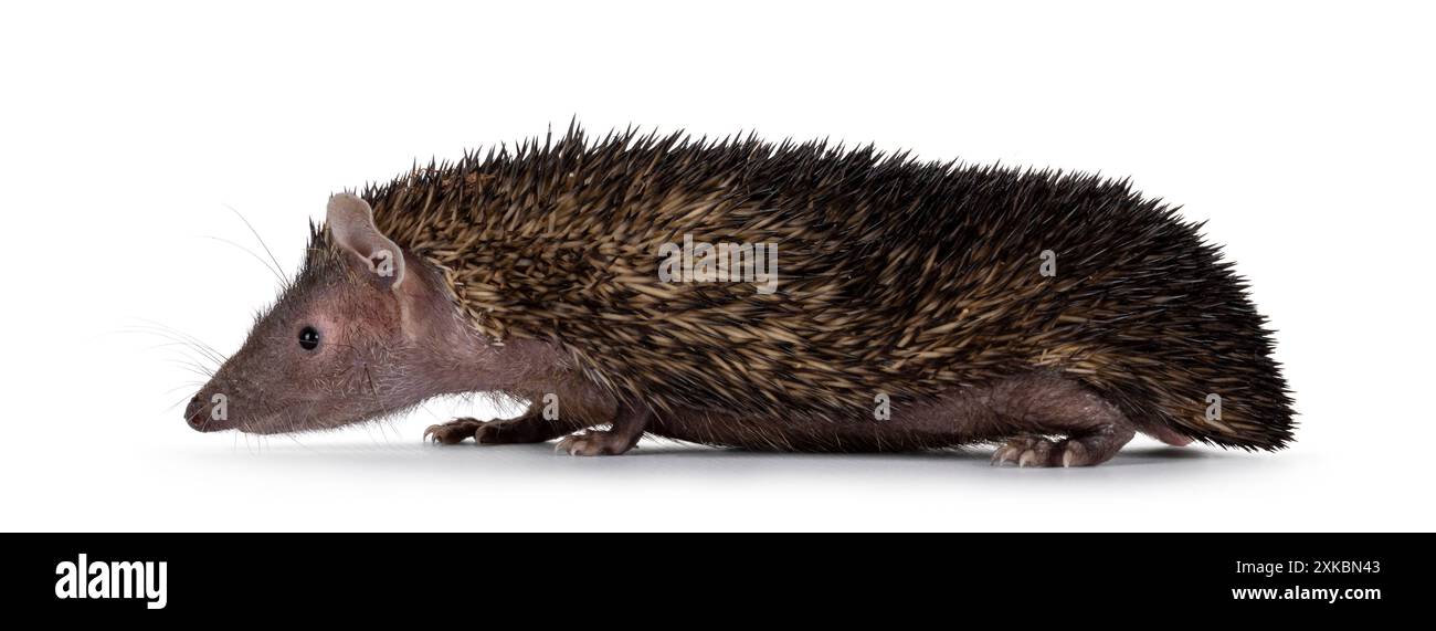 Junger männlicher dunkelbrauner kleiner Tenrec, seitlich stehend. Blick direkt von der Kamera weg. Isoliert auf weißem Hintergrund. Stockfoto