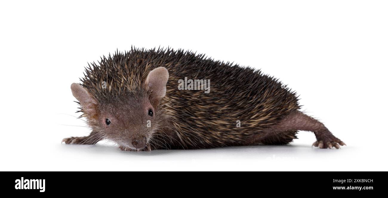 Junger männlicher dunkelbrauner kleiner Tenrec, seitlich stehend. Blick direkt auf die Kamera. Isoliert auf weißem Hintergrund. Stockfoto