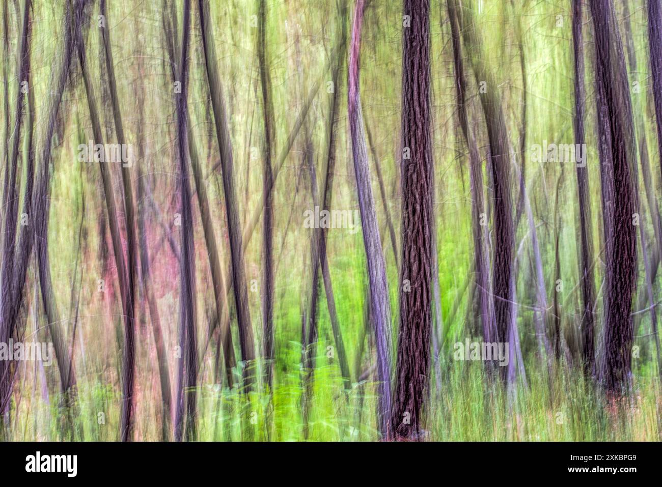 Verschwommene abstrakte Darstellung eines Waldes in Fuenteheridos, Huelva, Andalusien, Spanien. Die ätherischen Farben und Muster schaffen eine traumhafte natürliche Szene. Stockfoto