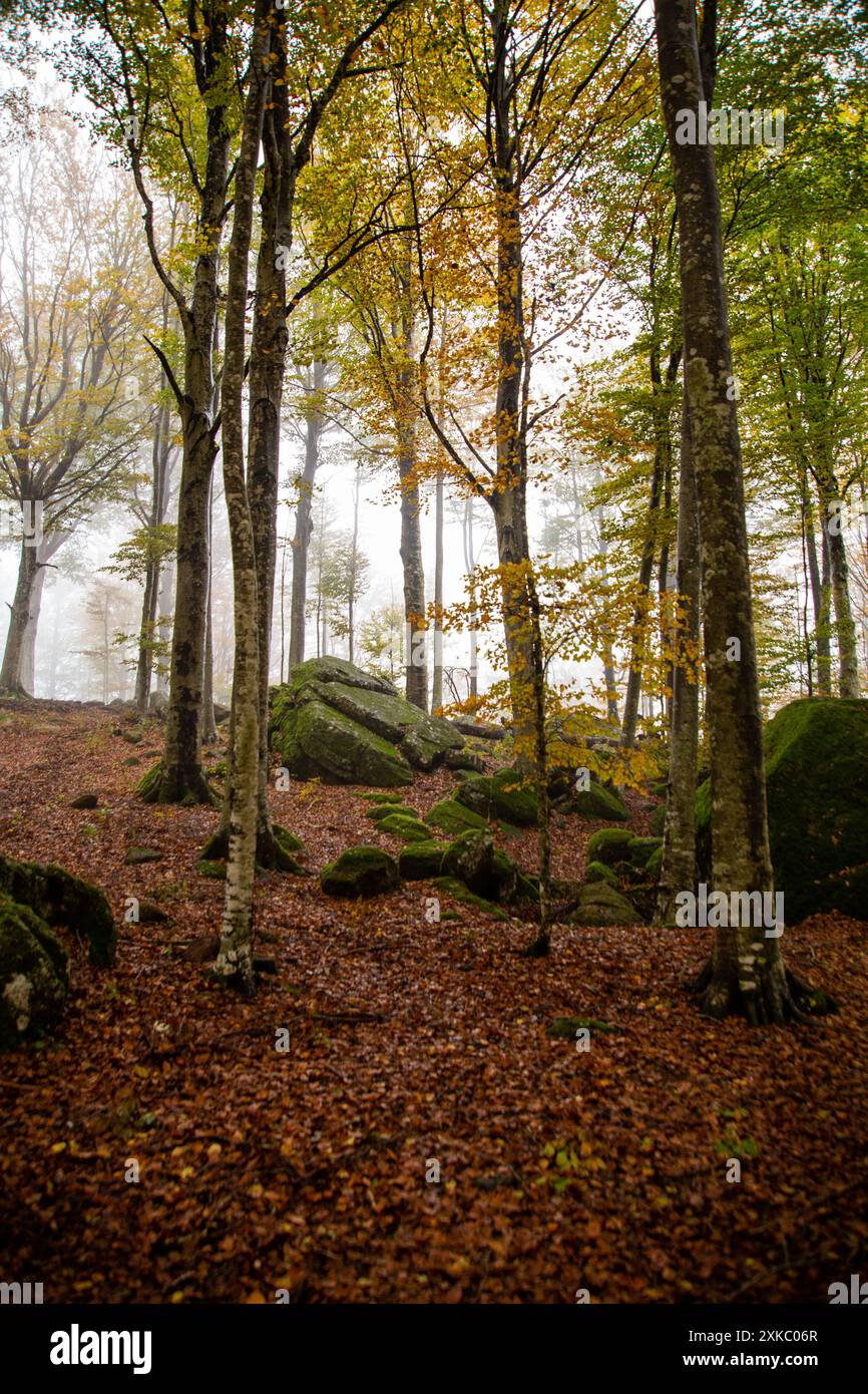 Die hellen Farben der herbstlichen Baumkronen gegen die Helligkeit des Nebels, vertikales Format Stockfoto