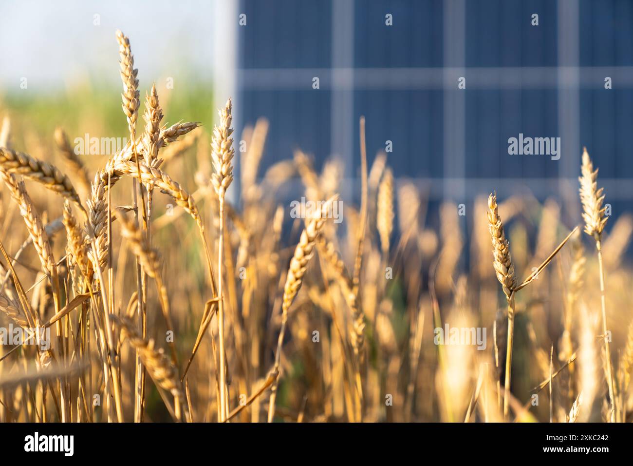 Sonnenkollektor auf einem Weizenfeld. Nachhaltige Energie. Stockfoto