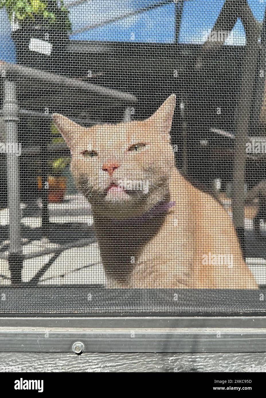 Schnüffelnde Katze, in einer Poolterrasse, kreuzten sich seine Augen, während er seine Nase in der Mittagssonne gegen den Bildschirm drückt. Stockfoto