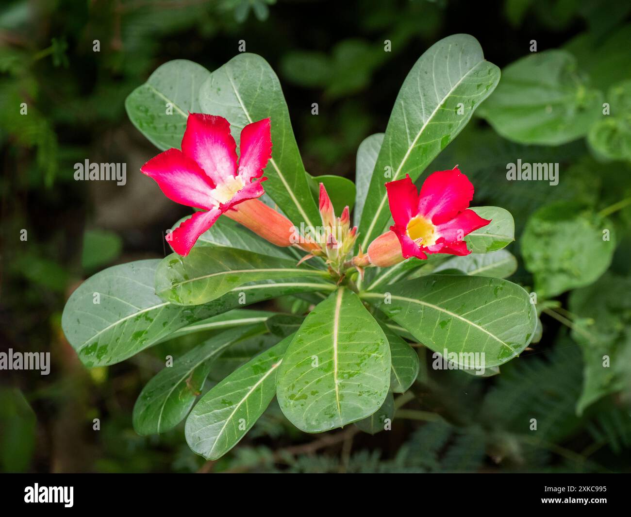 Wüstenazalea auf der Karibikinsel St. John in den US Virgin Isllands Stockfoto