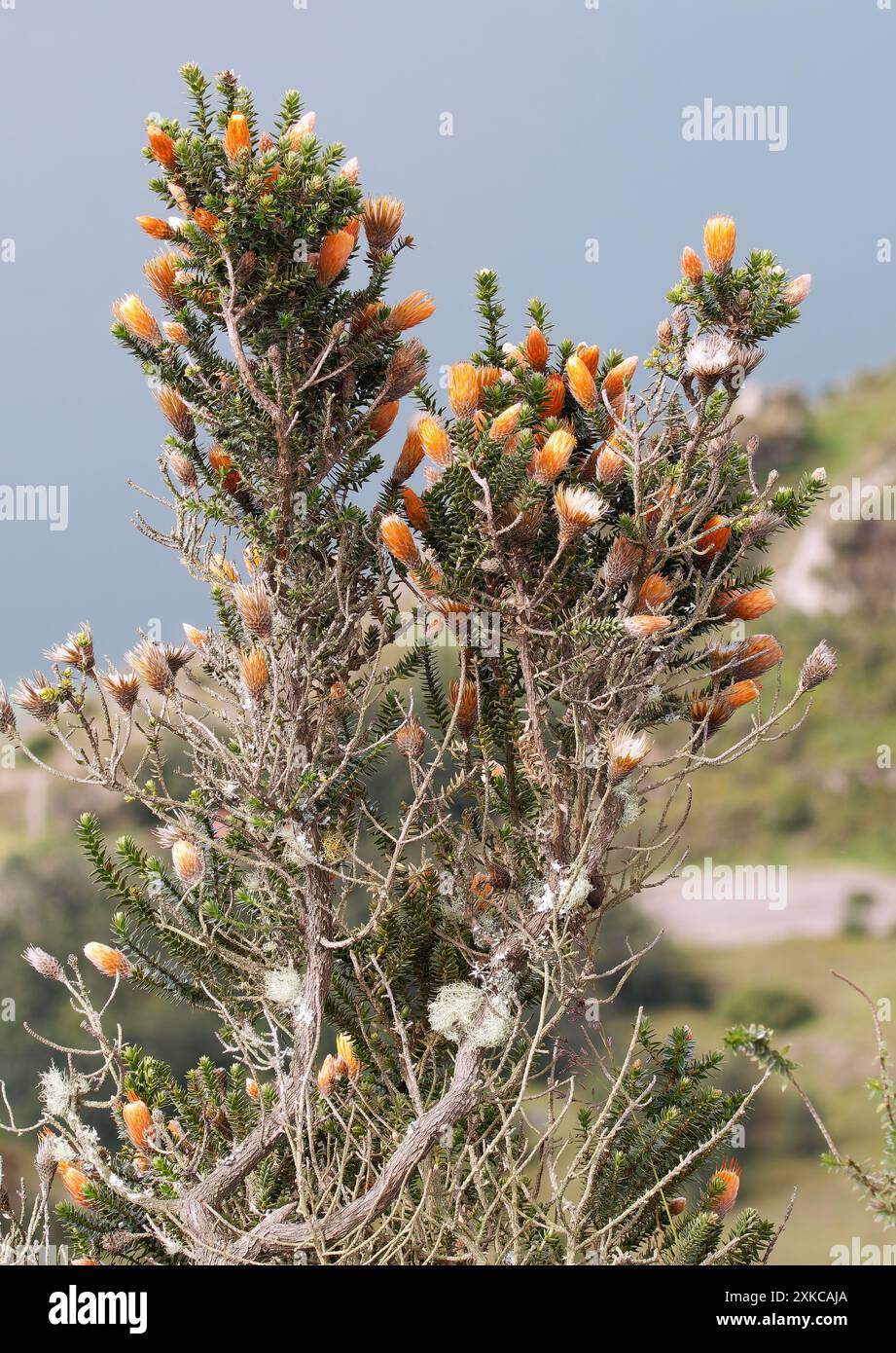 Blume der Anden, Chuquiraga jussieui, Vulkan Quilotoa, Nationalpark Cotopaxi, Ecuador, Südamerika Stockfoto