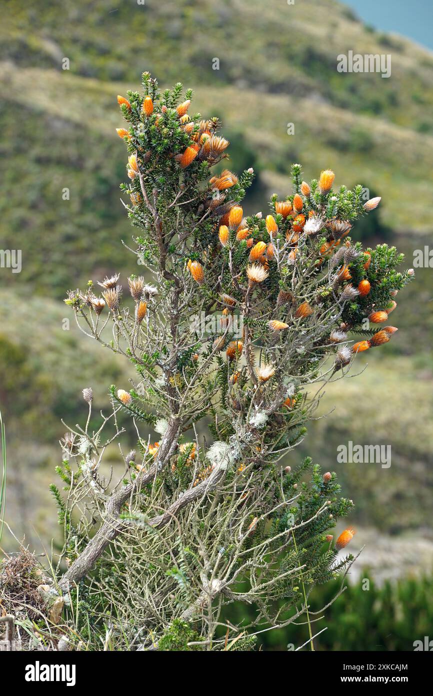 Blume der Anden, Chuquiraga jussieui, Vulkan Quilotoa, Nationalpark Cotopaxi, Ecuador, Südamerika Stockfoto