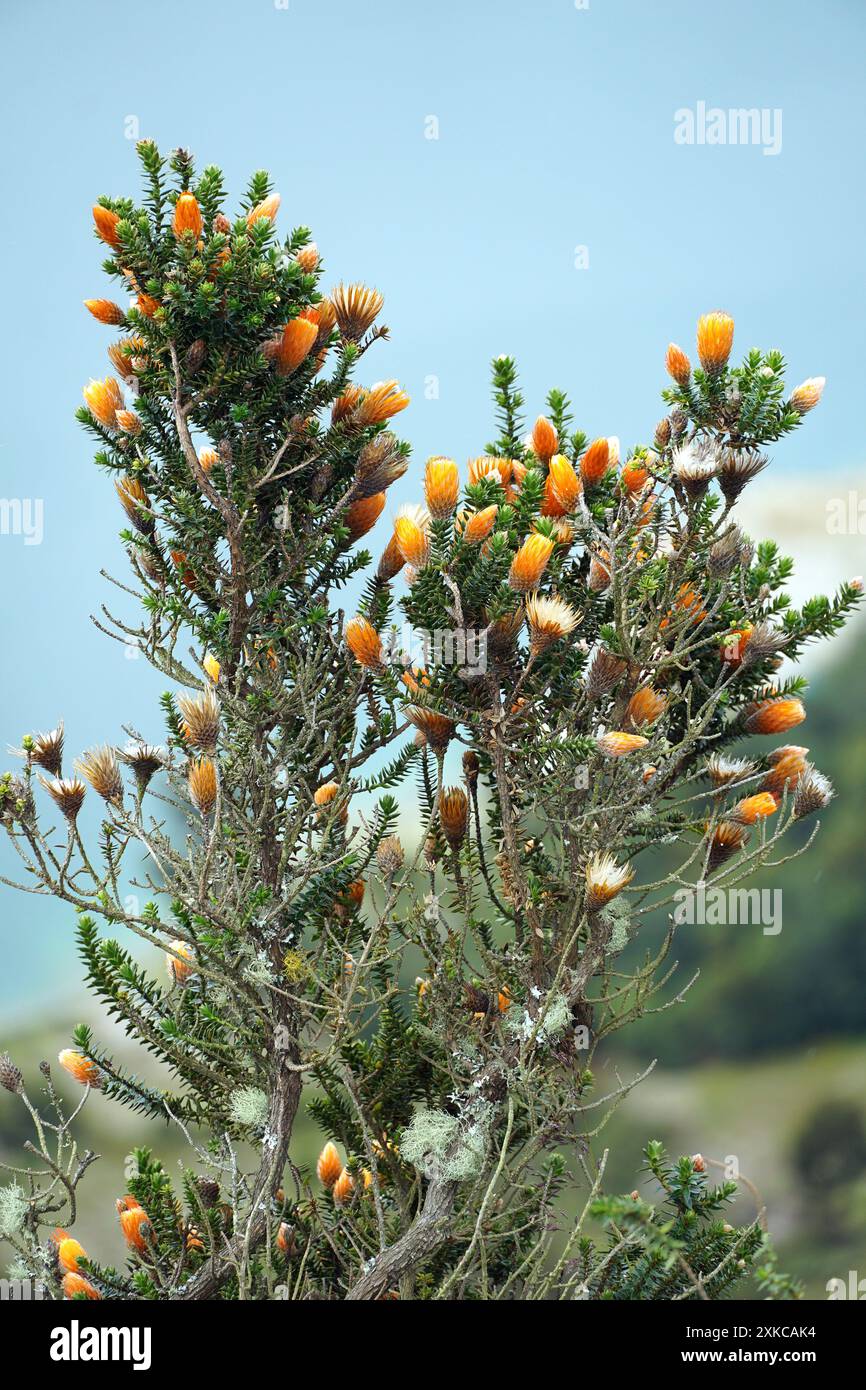 Blume der Anden, Chuquiraga jussieui, Vulkan Quilotoa, Nationalpark Cotopaxi, Ecuador, Südamerika Stockfoto