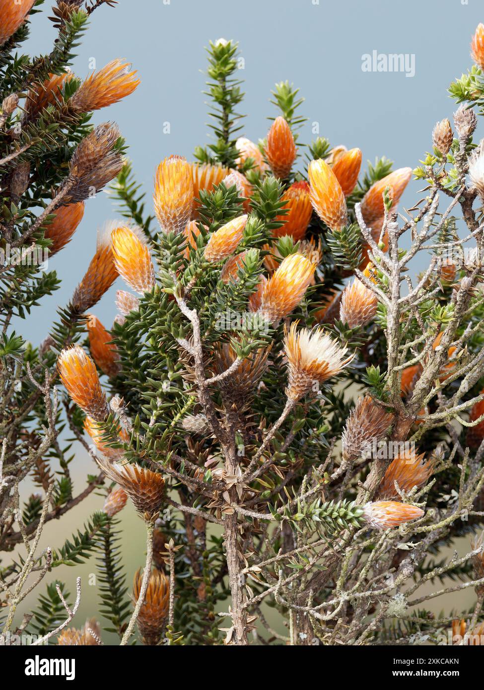 Blume der Anden, Chuquiraga jussieui, Vulkan Quilotoa, Nationalpark Cotopaxi, Ecuador, Südamerika Stockfoto
