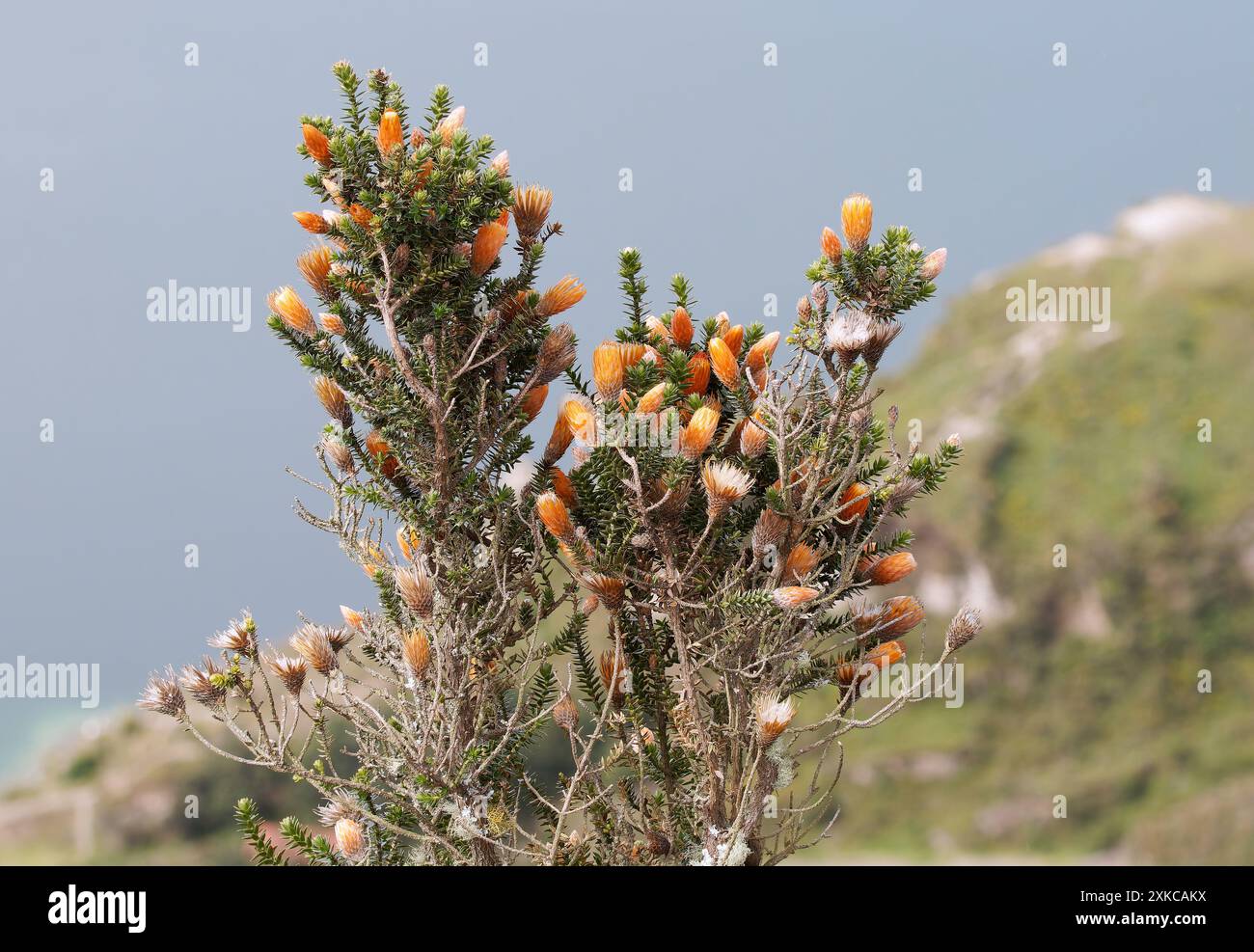 Blume der Anden, Chuquiraga jussieui, Vulkan Quilotoa, Nationalpark Cotopaxi, Ecuador, Südamerika Stockfoto