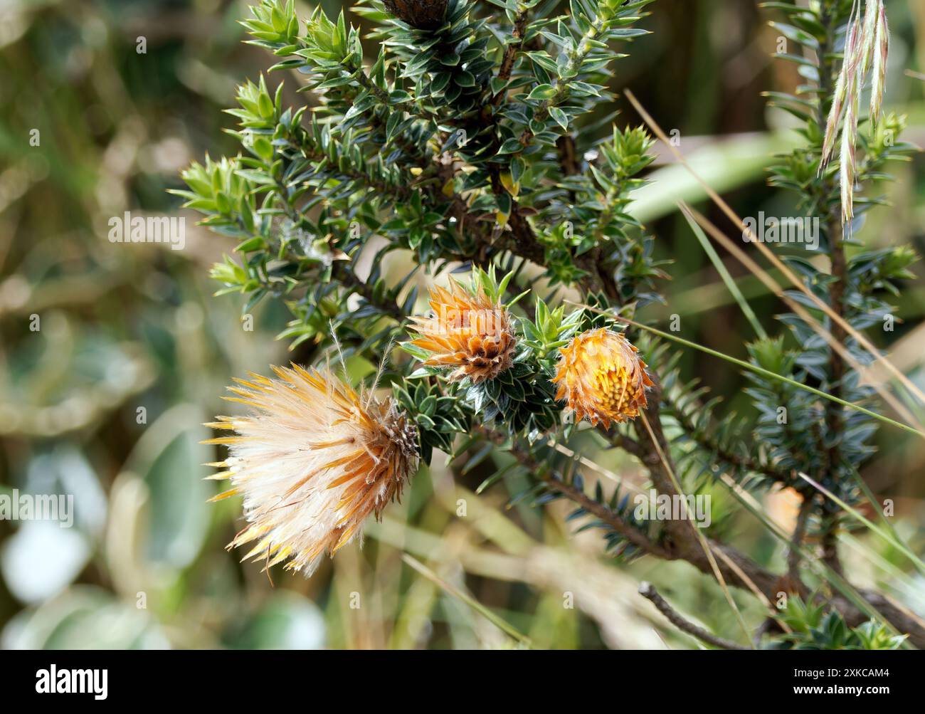 Blume der Anden, Chuquiraga jussieui, Vulkan Quilotoa, Nationalpark Cotopaxi, Ecuador, Südamerika Stockfoto