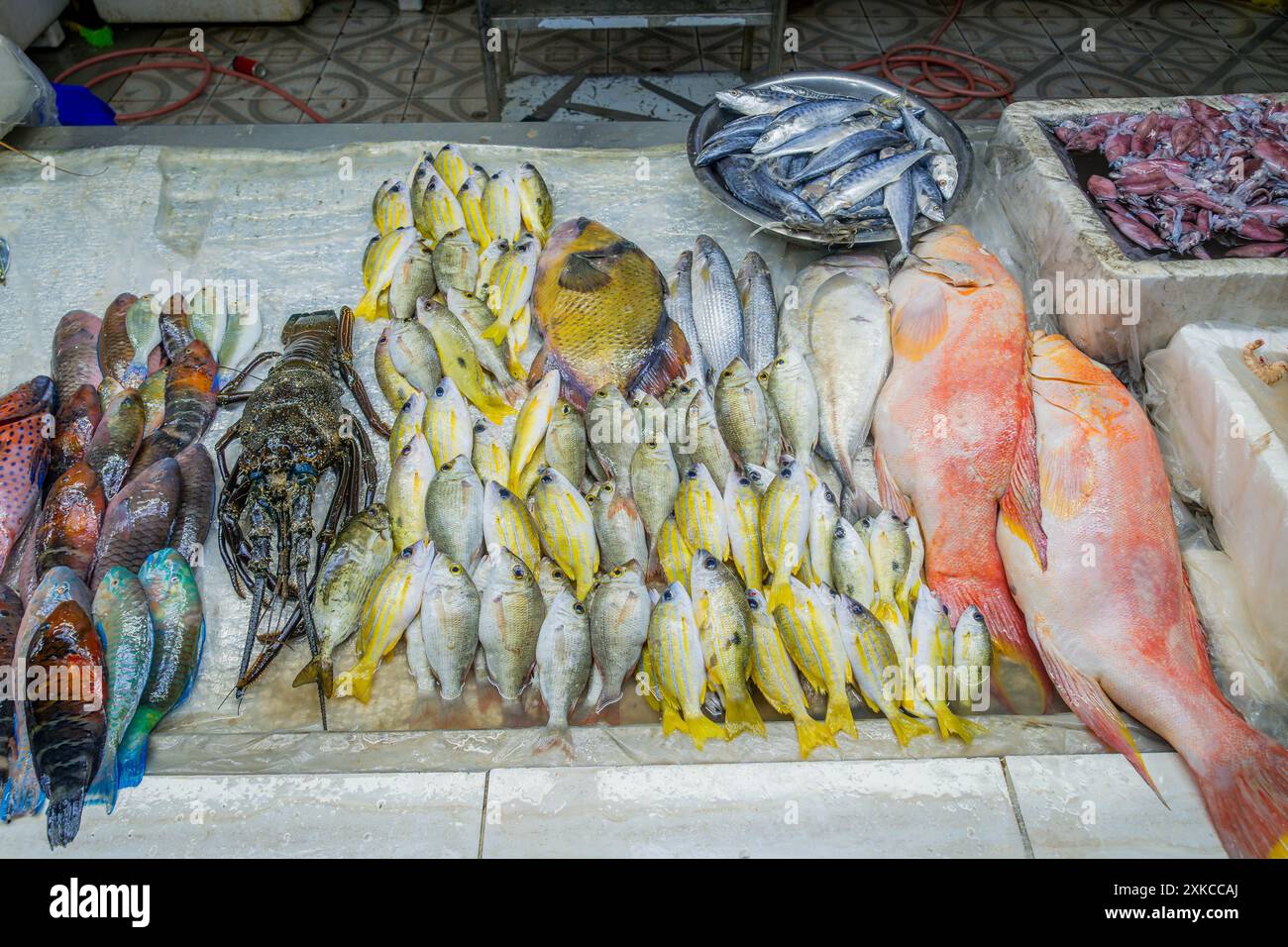 Fisch, Meeresfrüchte und Hummer, einschließlich exotischer farbenfroher Fische aus dem Roten Meer auf dem Jeddah Fish Market in Saudi Arabien, Nahost. Stockfoto