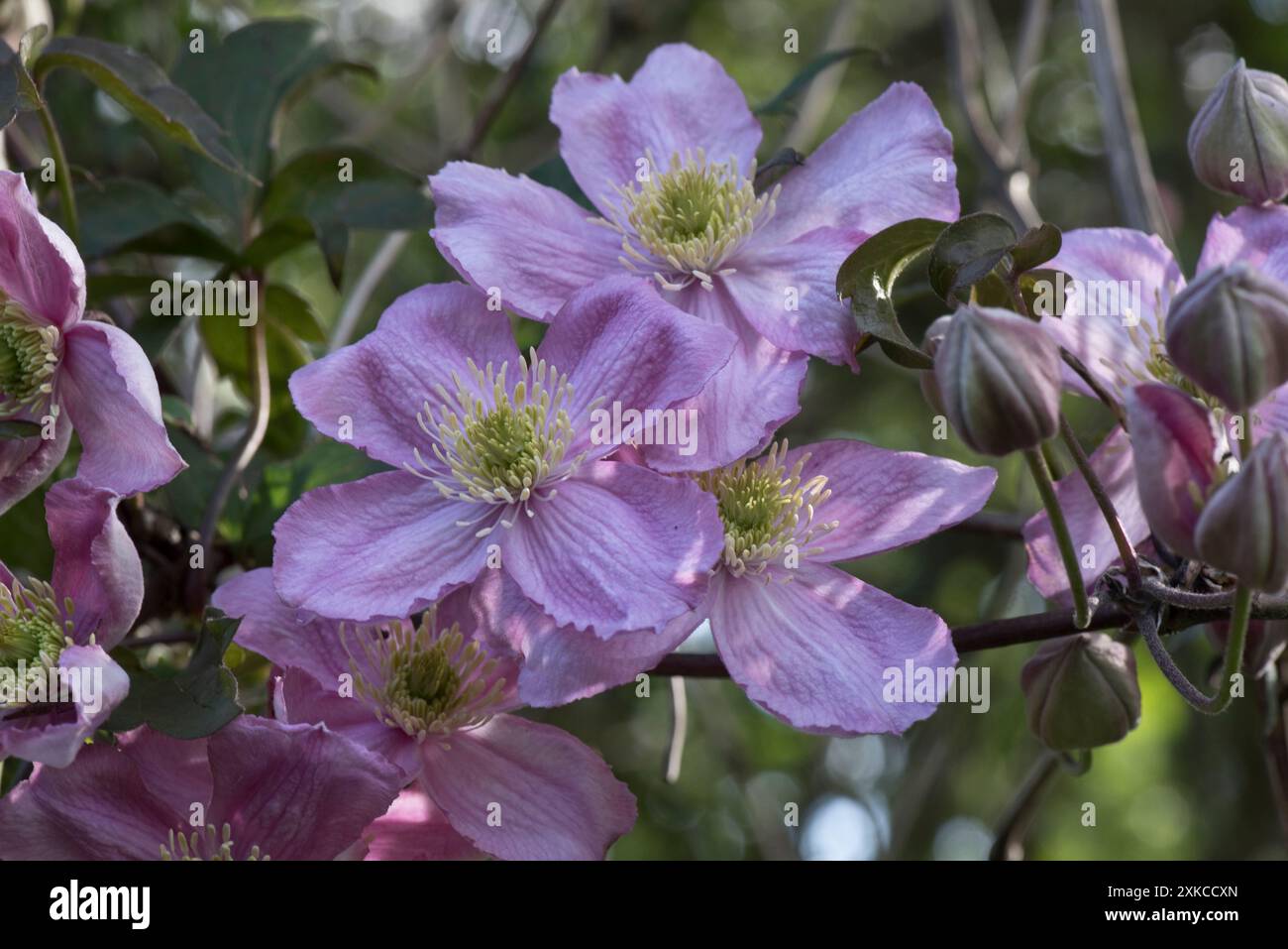 Rosafarbene Blüten von Clematis montanta var rubens mit Knospen auf einem sehr großen Kletterer, der über einem Baum kräht, Berkshire, April Stockfoto