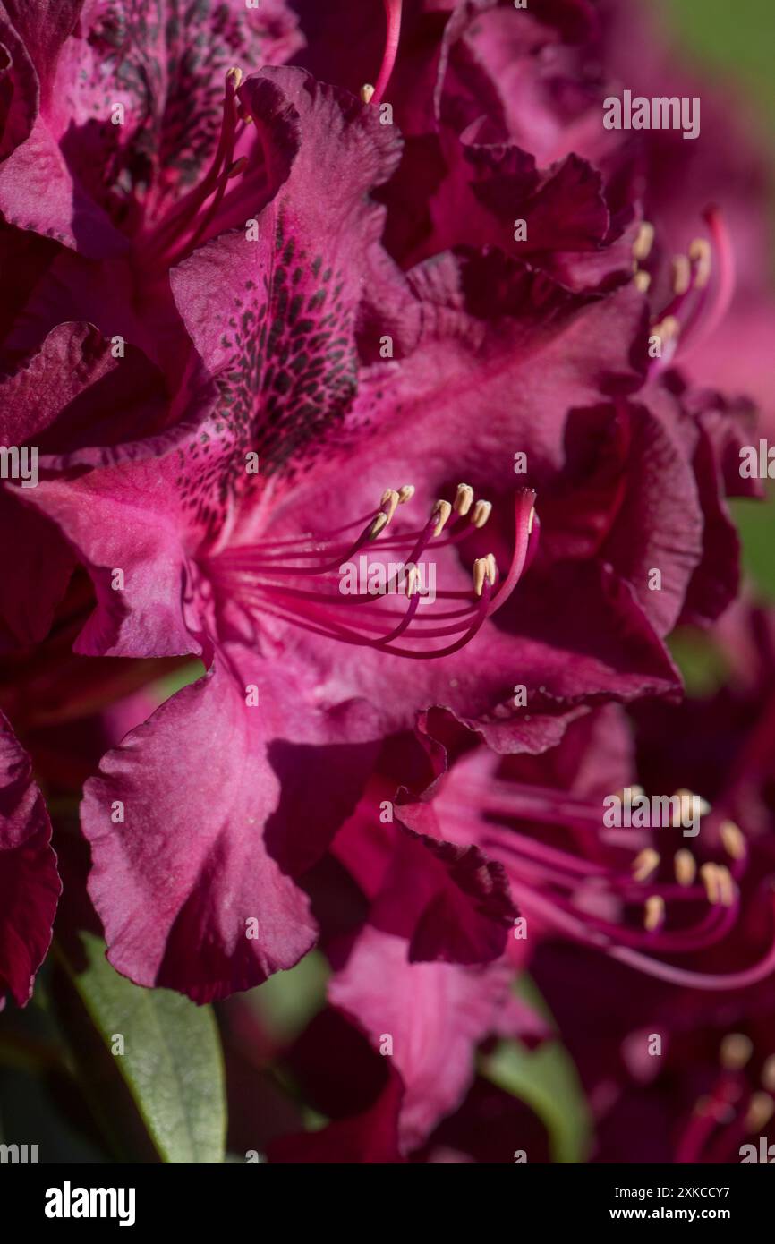Tiefviolette, schwarz gepunktete Blüten von Rhododendron „Hamilcar“ mit Staubblättern und Antheren, Berkshire, Mai Stockfoto