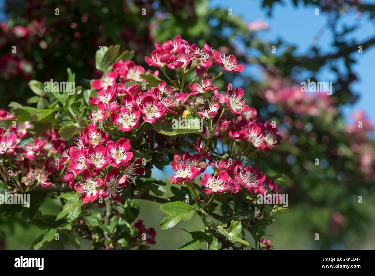 Rot-weiße Blüten auf einem ornamentalen Weißdorn oder Blüten Crataegus laevigata 'Crimson Cloud', Berkshire, Mai Stockfoto