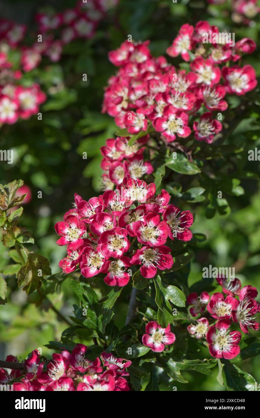 Rot-weiße Blüten auf einem ornamentalen Weißdorn oder Blüten Crataegus laevigata 'Crimson Cloud', Berkshire, Mai Stockfoto