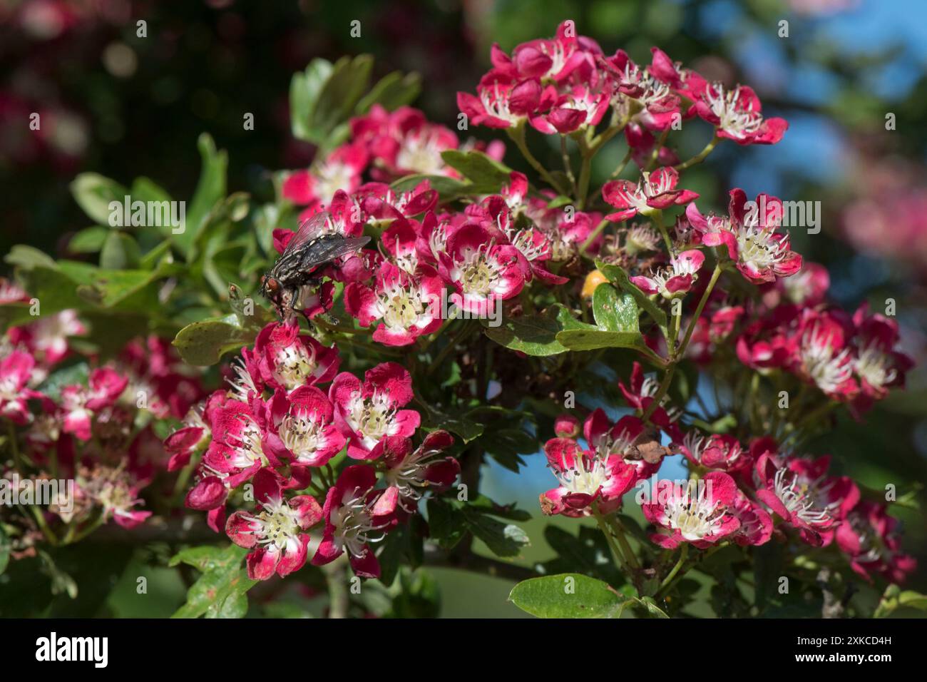 Rot-weiße Blüten auf einem ornamentalen Weißdorn oder Blüten Crataegus laevigata 'Crimson Cloud', Berkshire, Mai Stockfoto